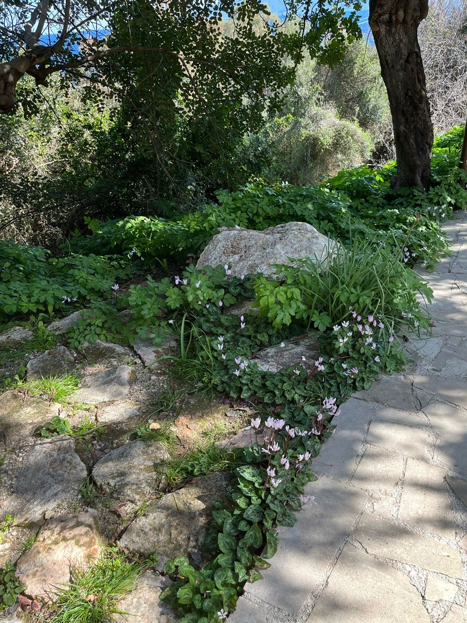 mediteranean roadside