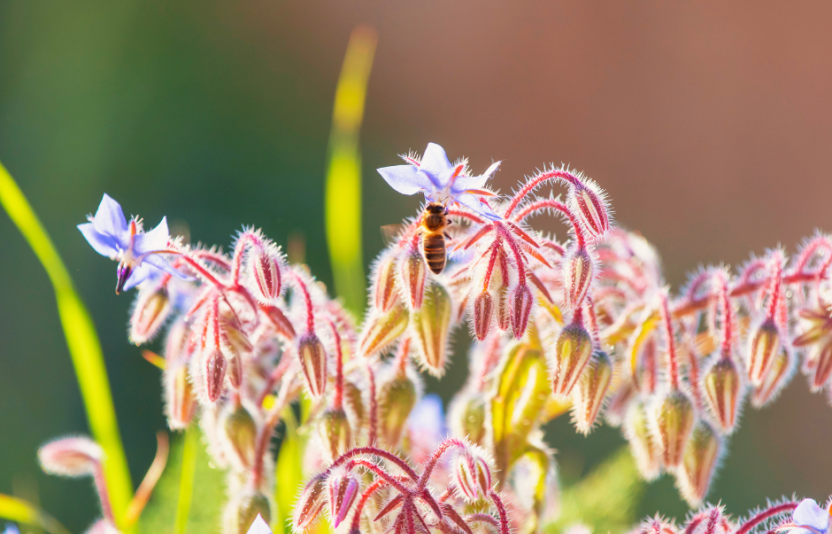 borage and a bee