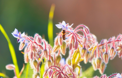 borage and a bee